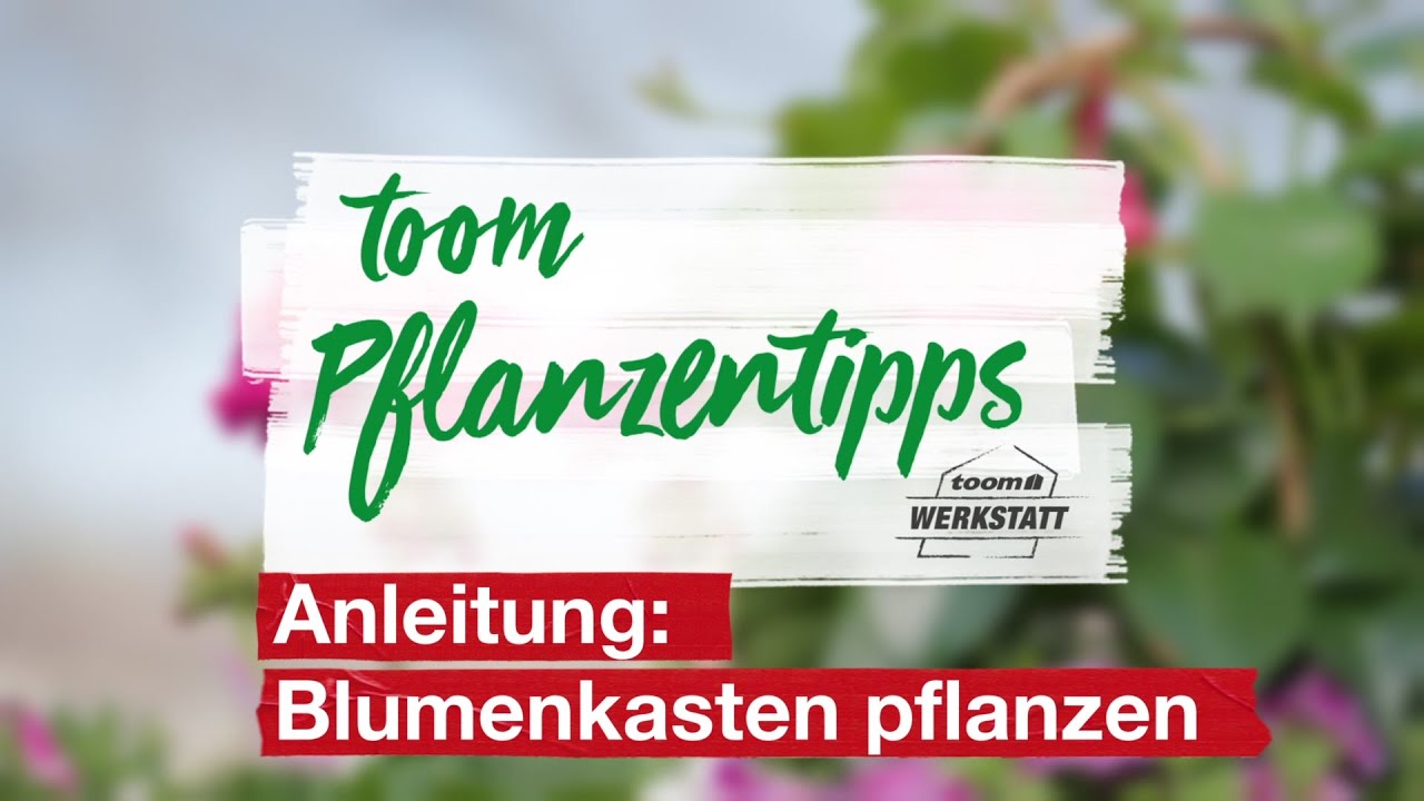 toom Pflanzentipps: Blumenkasten pflanzen | toom Baumarkt