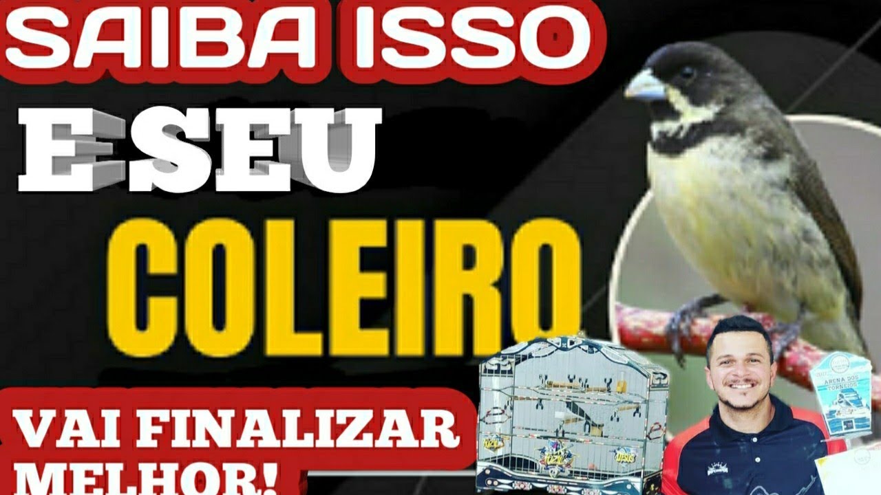 COMO SABER SE O SEU COLEIRO OU PAPACAPIM PASSOU DE FÊMEA NA MEXIDA?