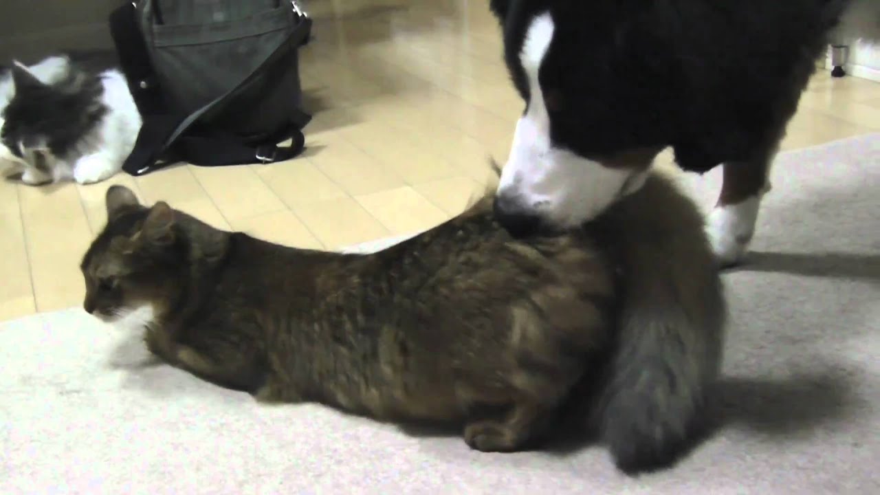 発情中の子猫を犬がペロッ・・・これはっ!?