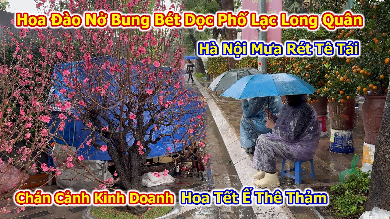 Đào Tết Nở Bung Trên Phố Chủ Than Vãn Ế Ẩm Dưới Cái Rét Tê Tái của Hà Nội