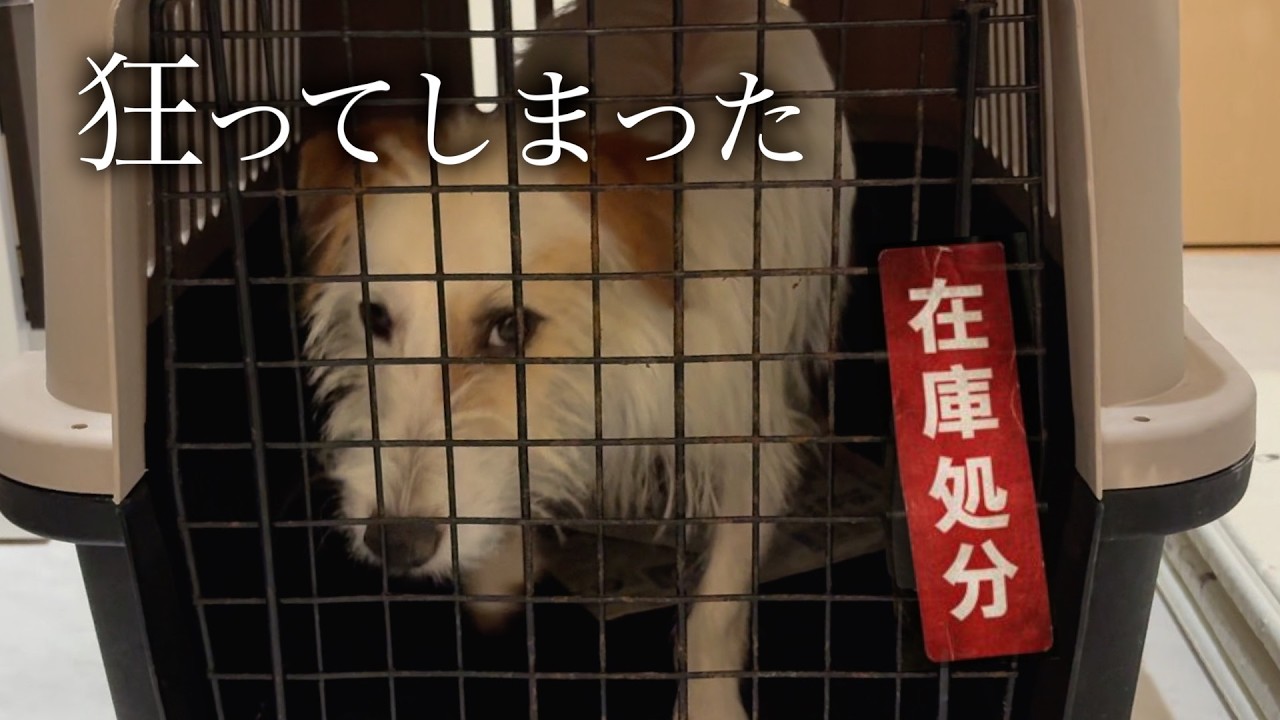 【保護犬】ペットショップで売れ残った犬はこうなります。