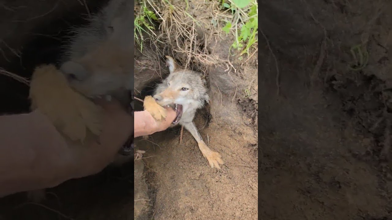 Pet Coyote Denies Friendship During Den Digging || ViralHog