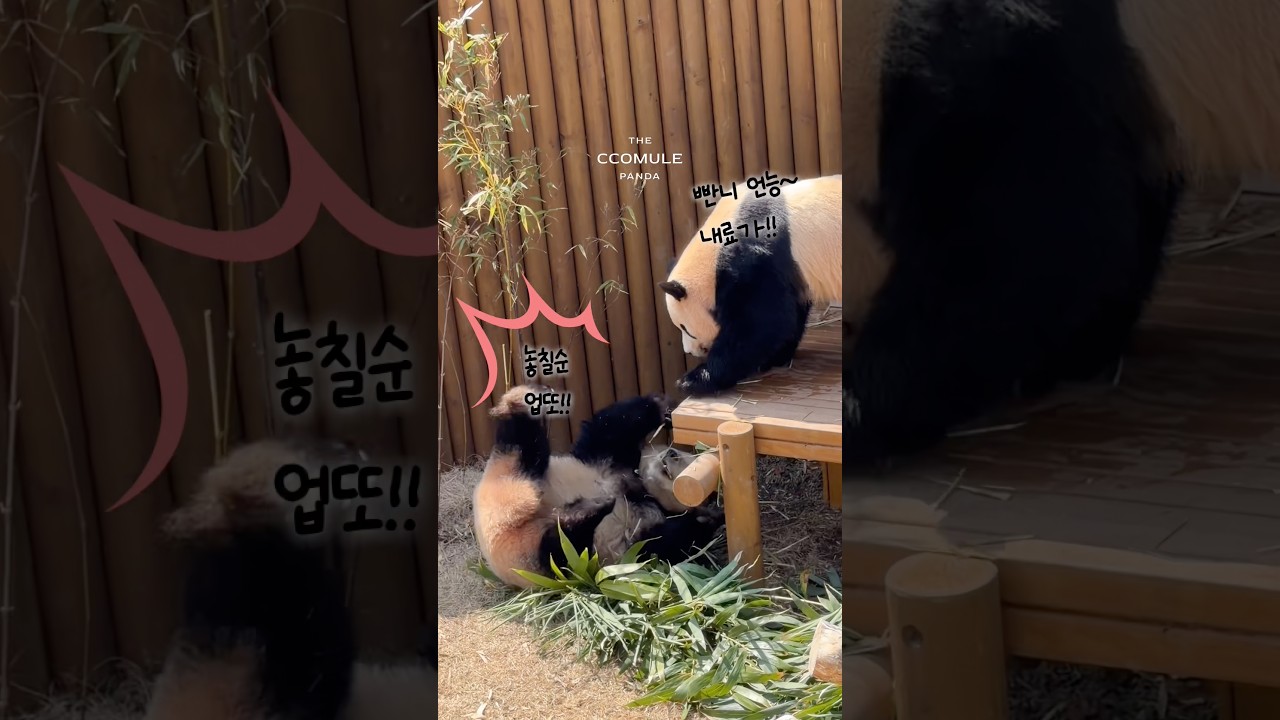 들어가자고 재촉하는 루야😅 댓잎꼭쥔 곰손🐾 포기못하겠단 후야집념😆👍🏻 야외첫타임 3분풀영상🌿[260413]#루이바오#후이바오
