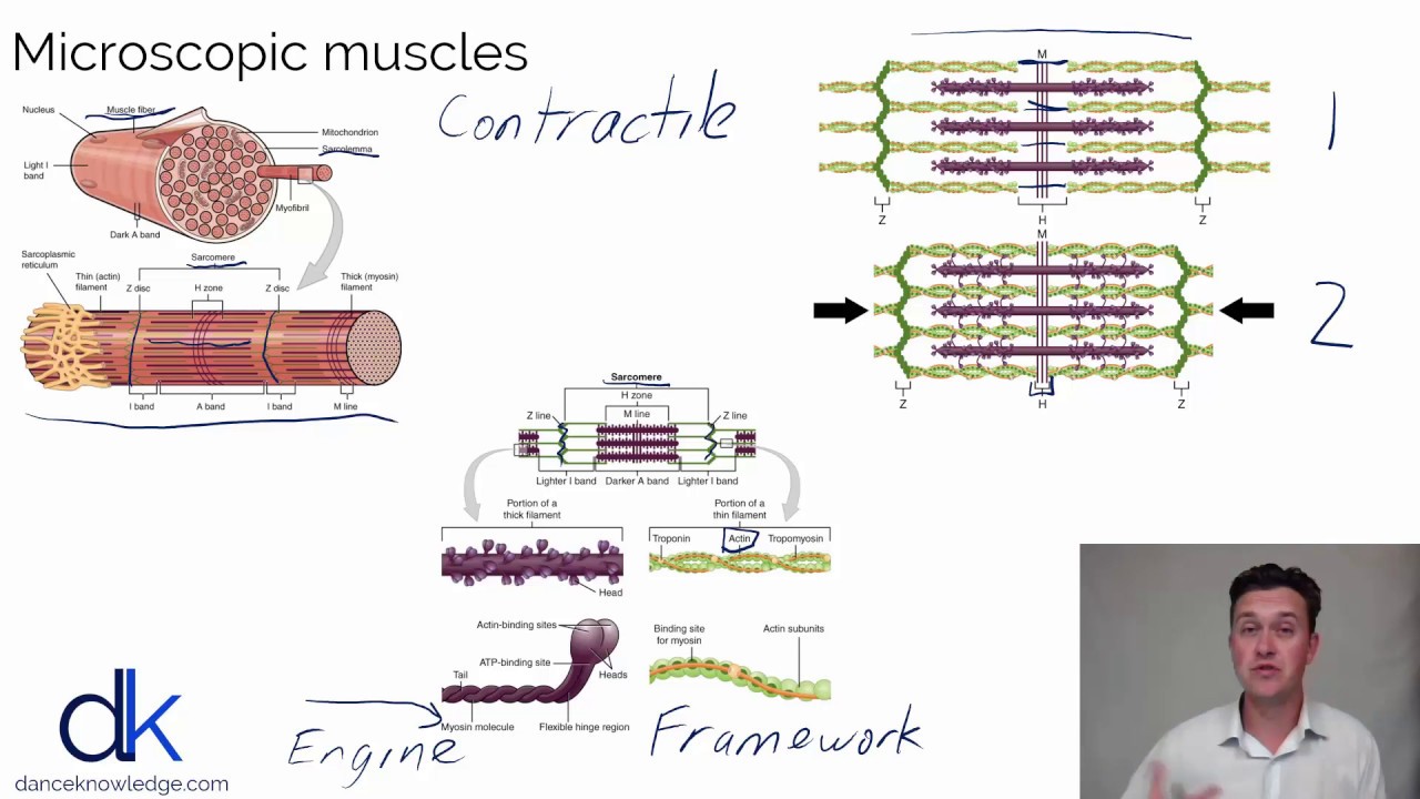 Microscopic muscles  | Dance Knowledge online CPD