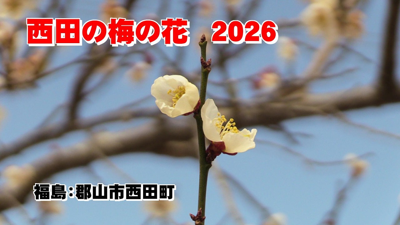 西田の梅の花 2026 　 西田町「梅ロード」福島：郡山市