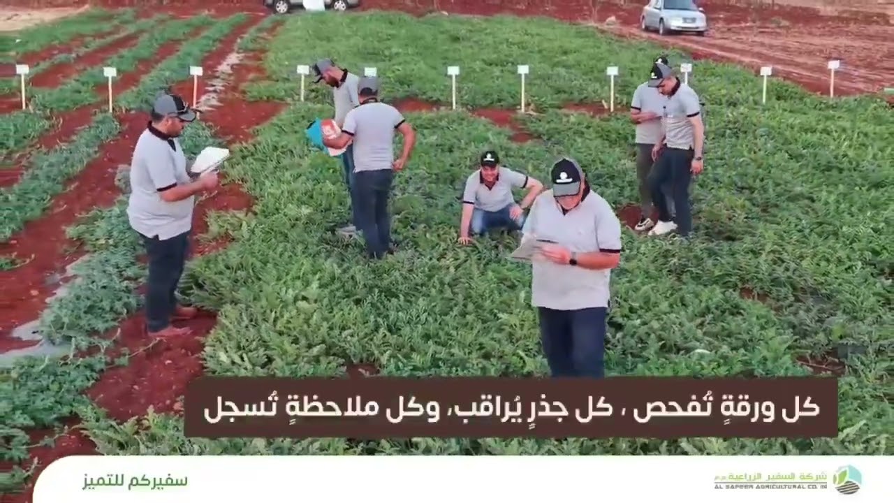 #شركة_السفير_الزراعية تفتح لكم ابواب محطات تجاربها في فيديو حصري يروي قصة التميز منذ البذرة الأولى