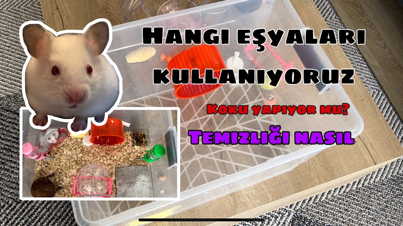 HAMSTER BAKIMI I Koku yapmaması için ne yapmalıyız?