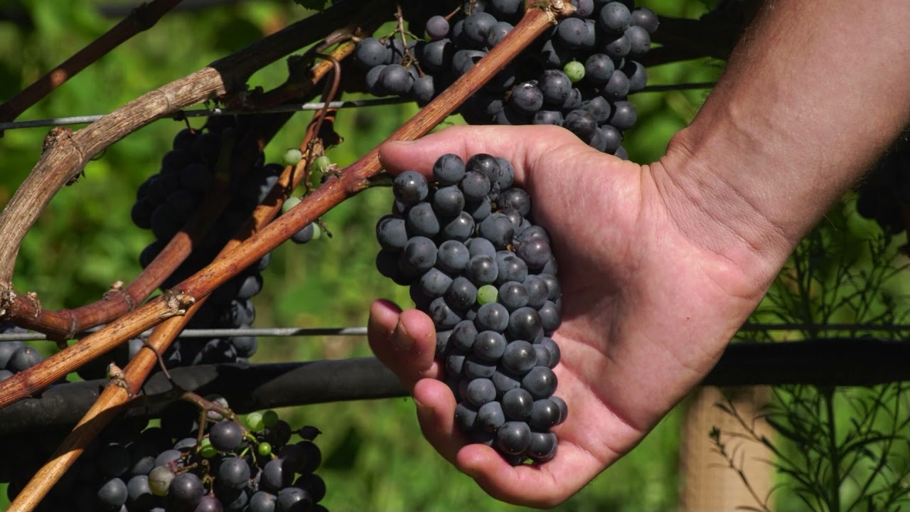 Varietà resistenti | PINOT REGINA