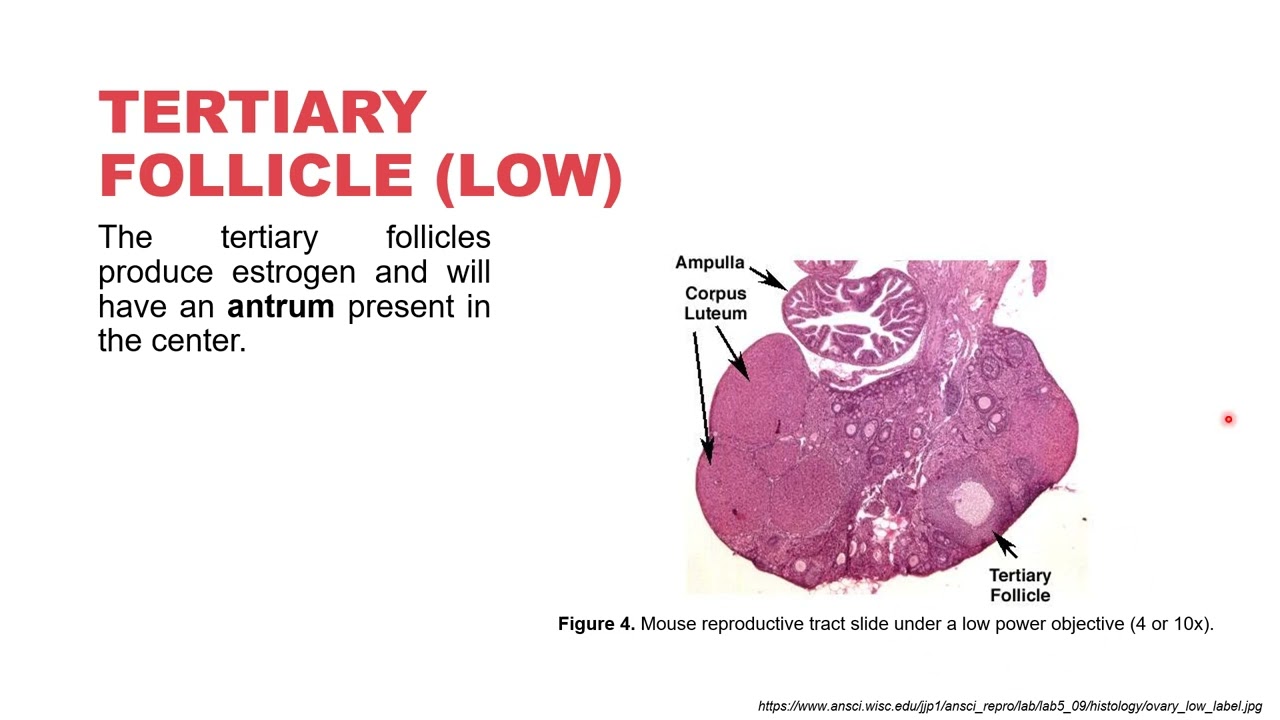 VET ENDO | Female Reproductive System Histology