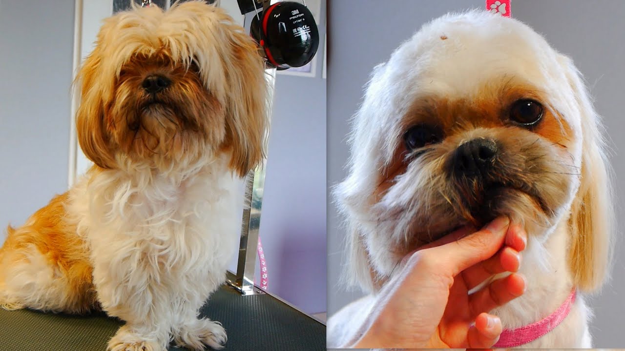 Shih Tzu Short and Nice Cut with Short Legs