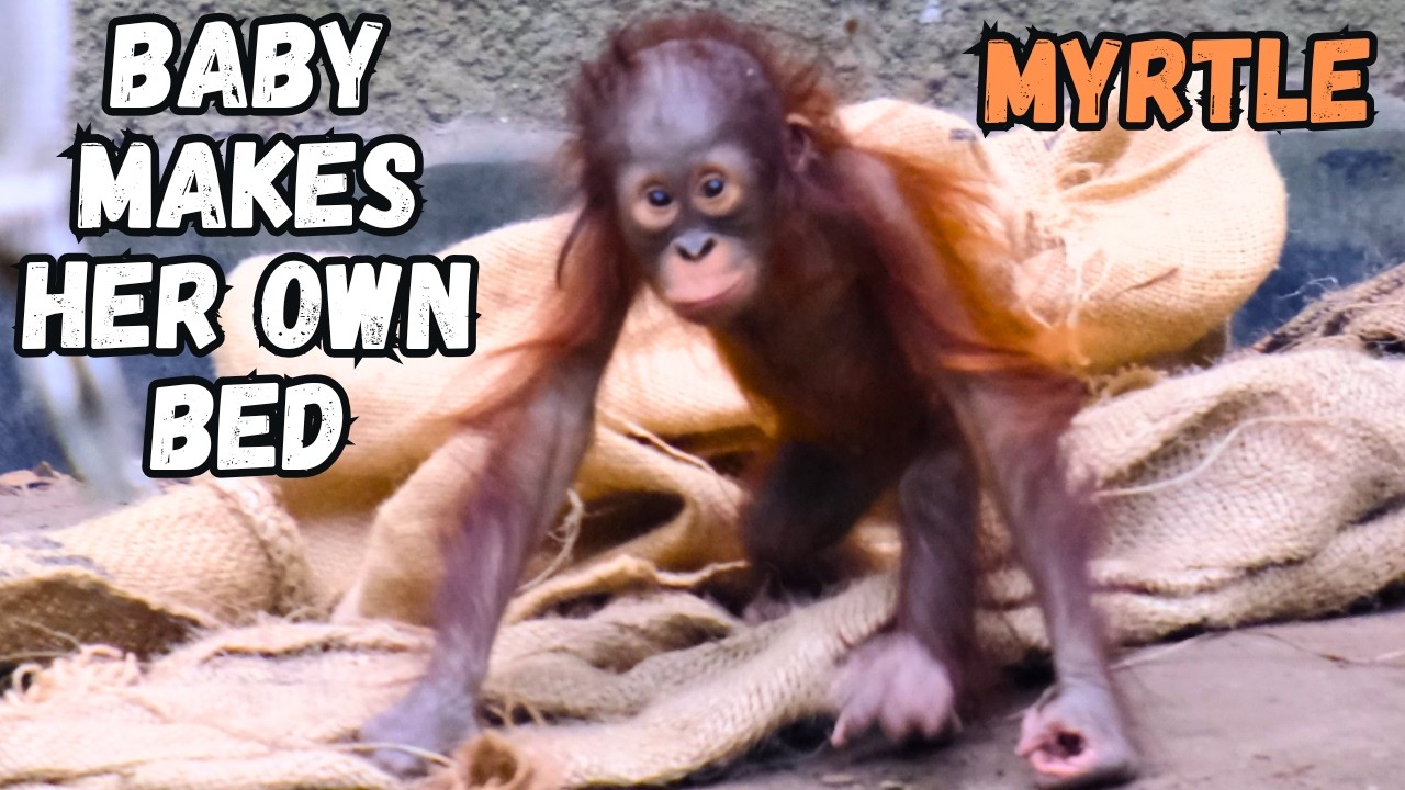 Baby Orangutan Makes Her Bed And Gets Kisses From Mom!