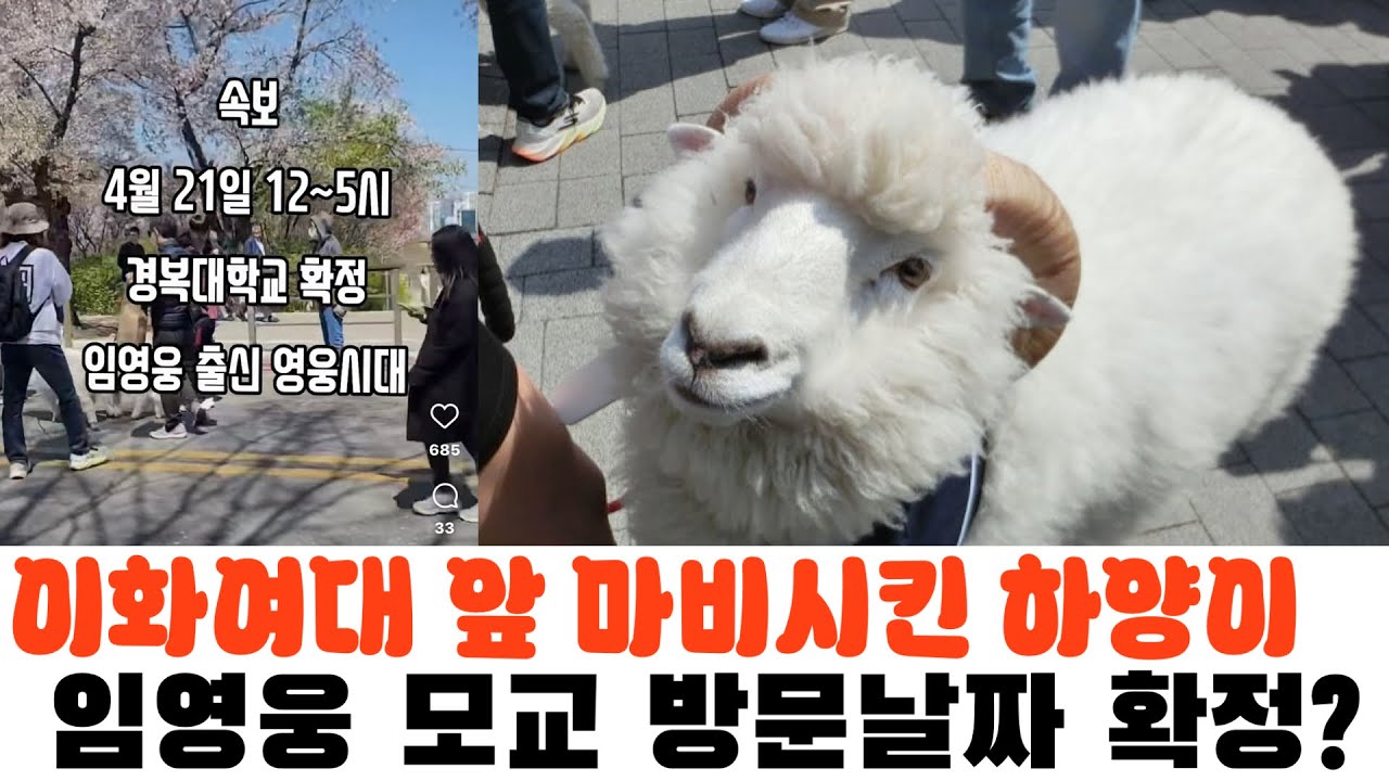 최근 SNS에서 핫한 하양이, 임영웅 모교 방문날짜 확정?