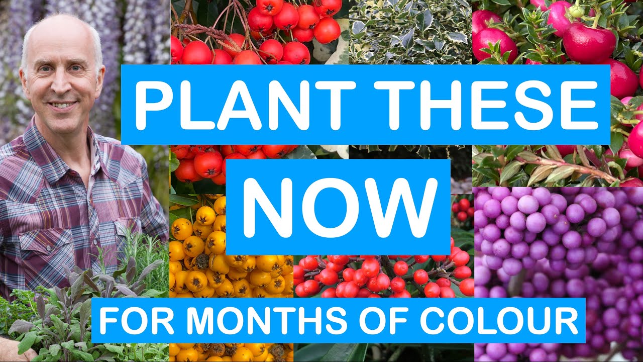 PLANT NOW FOR AUTUMN & WINTER COLOUR – AUTUMN FLOWERS, FRUITS, BERRIES – POTS, PATIOS & BORDERS
