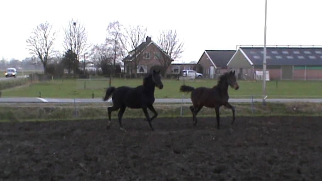 Gravity (v. Westenwind) en Guilty (v. Sir Donnerhall)