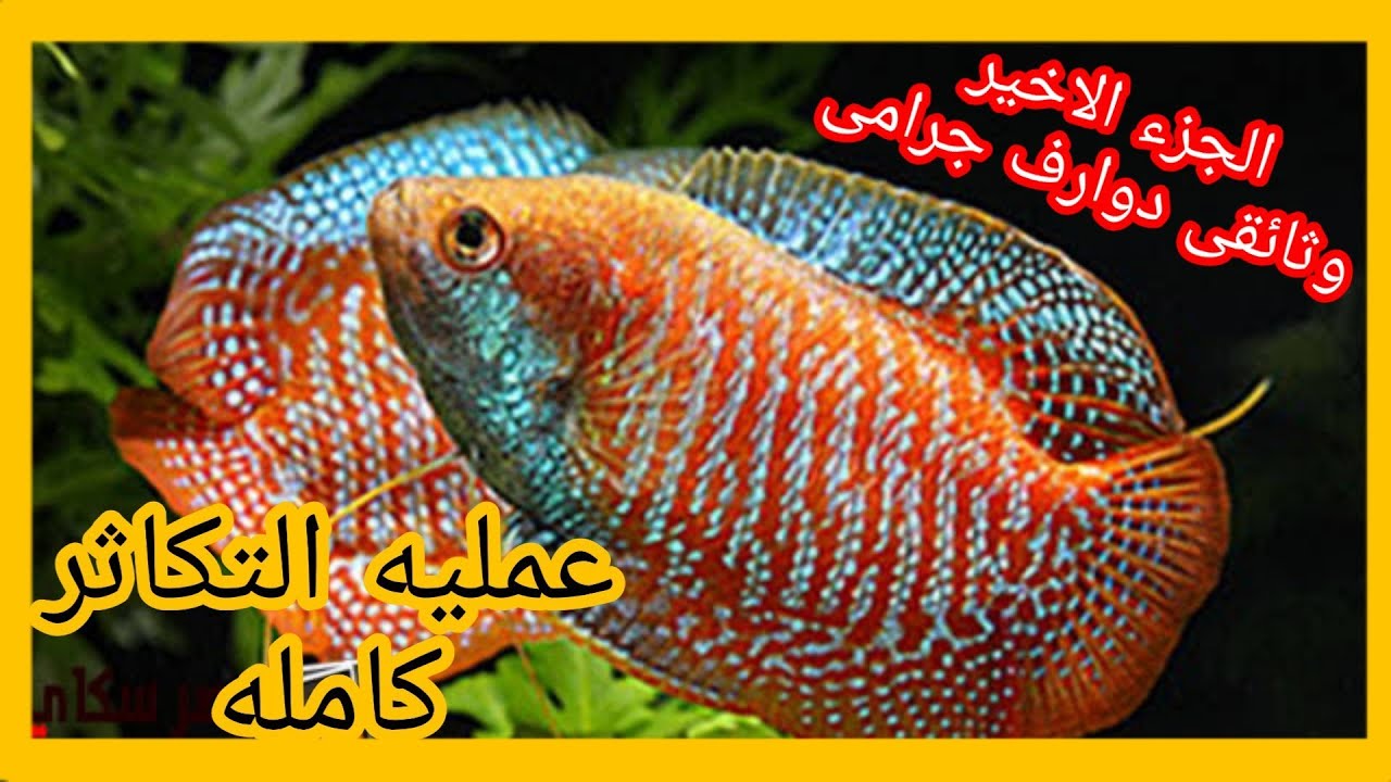 تفريخ سماك الجورامي     (الدوارف) الجزء الثالث