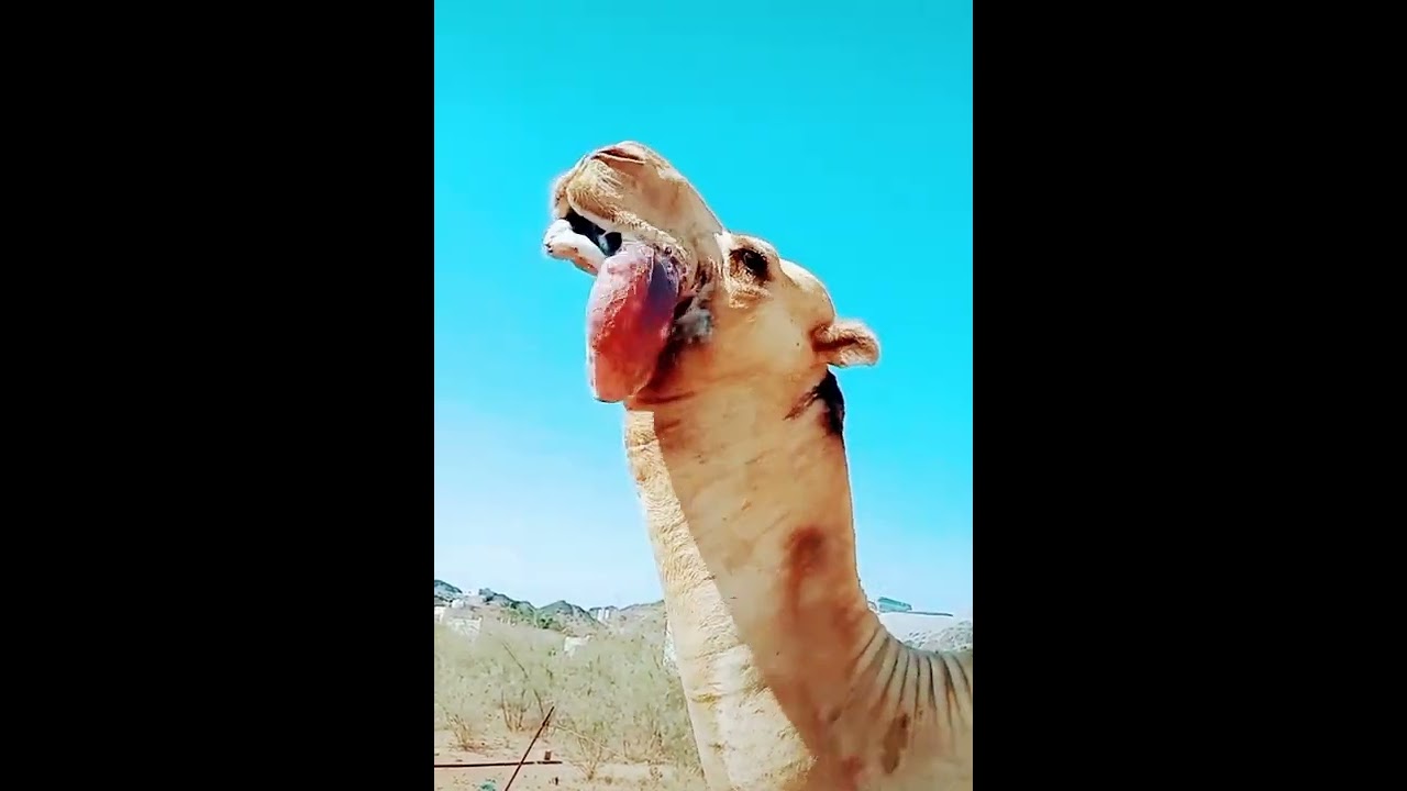 Camel successful Sounds 1000KG Weight Camel successful mating Ready #camellife