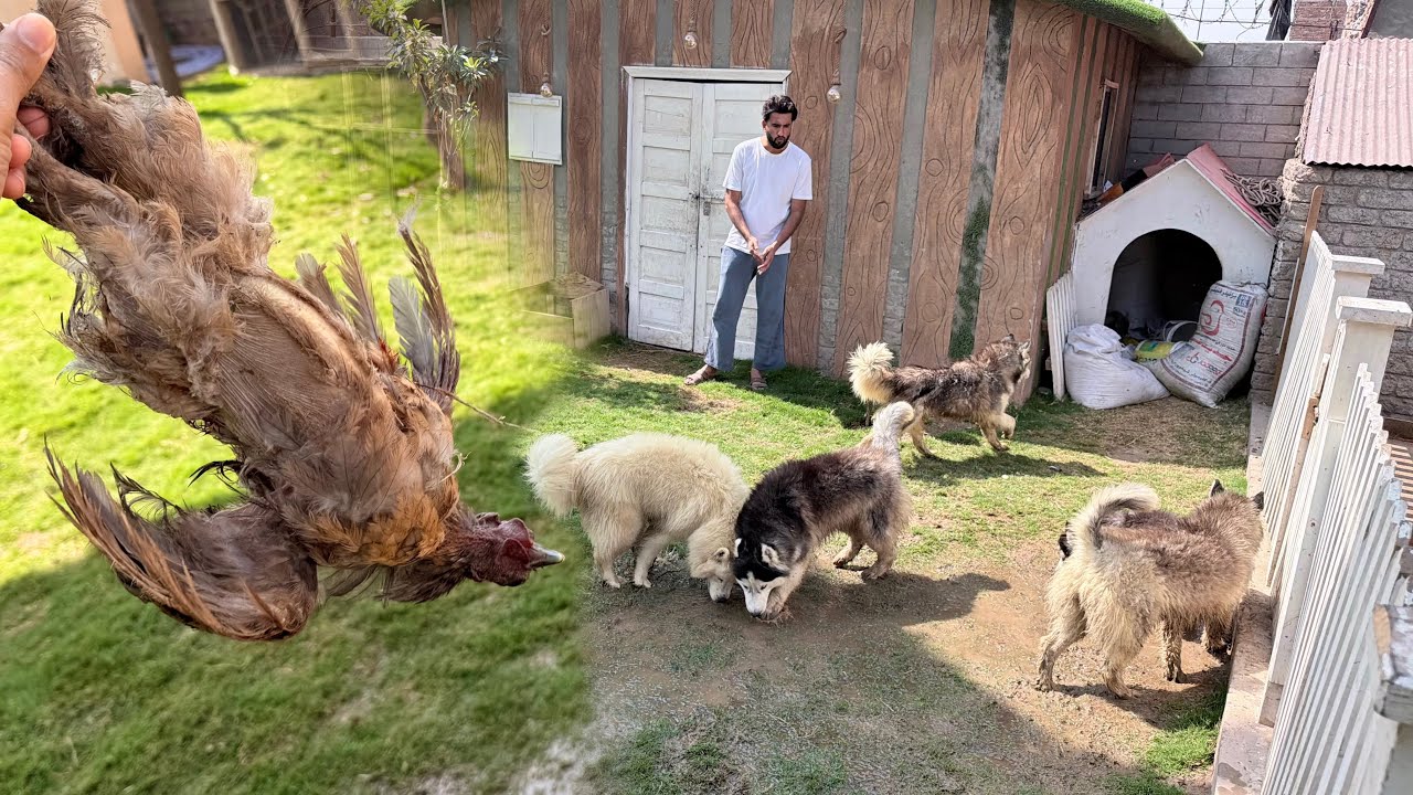 Dogs Ko kholna Mehnga Par Gya 😤