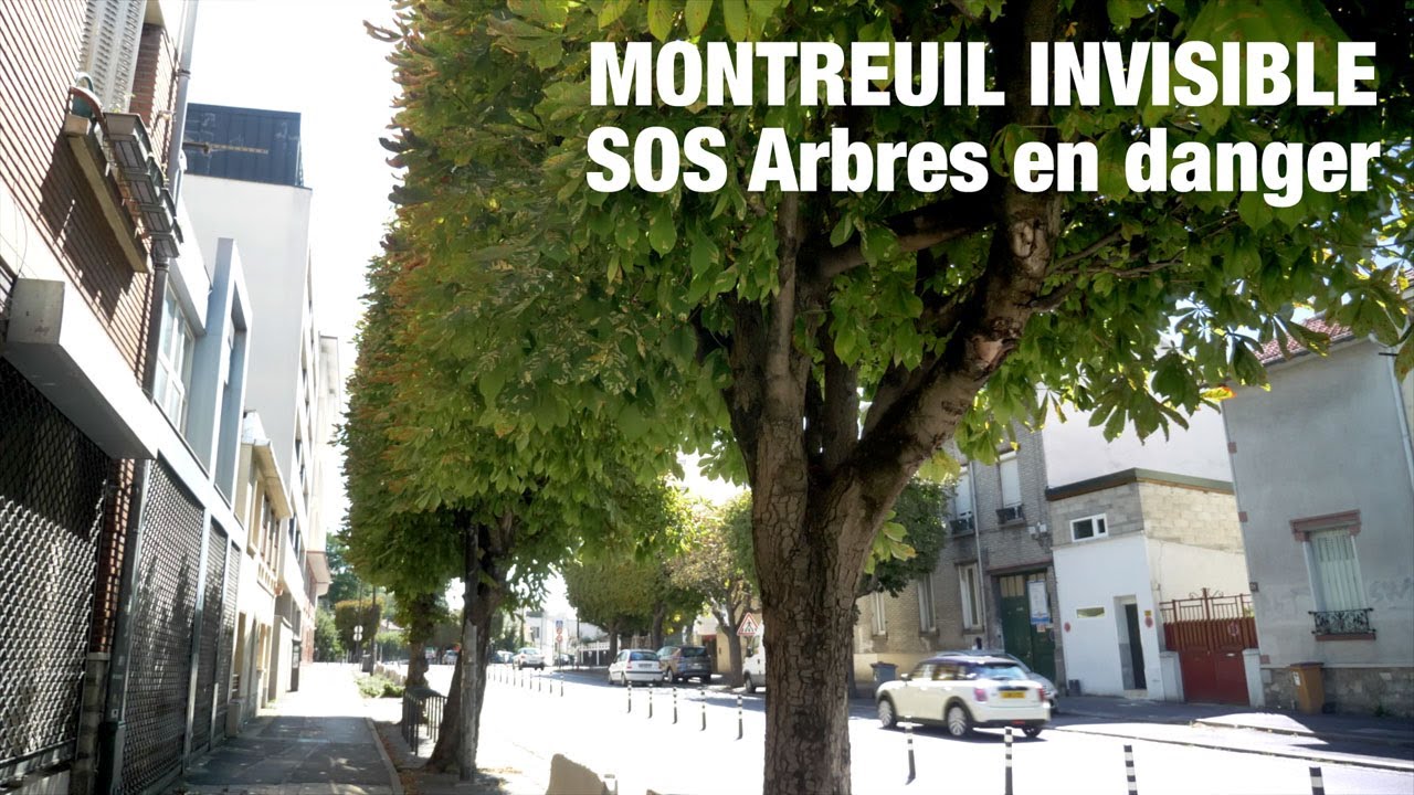 Montreuil : Des arbres en danger