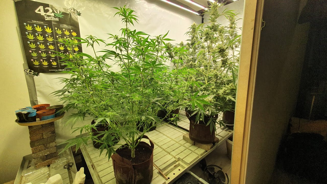 Autoflower Grow Update Week 6 & Week 10