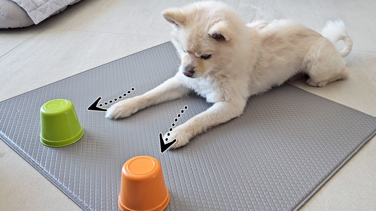 🦮결정장애 강아지가 야바위를 하면?😯