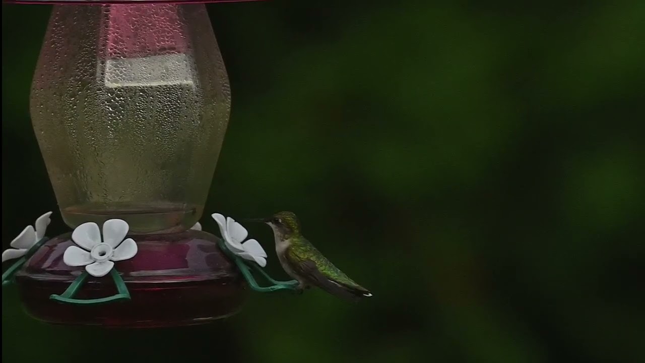 Hummingbird - evening charging up