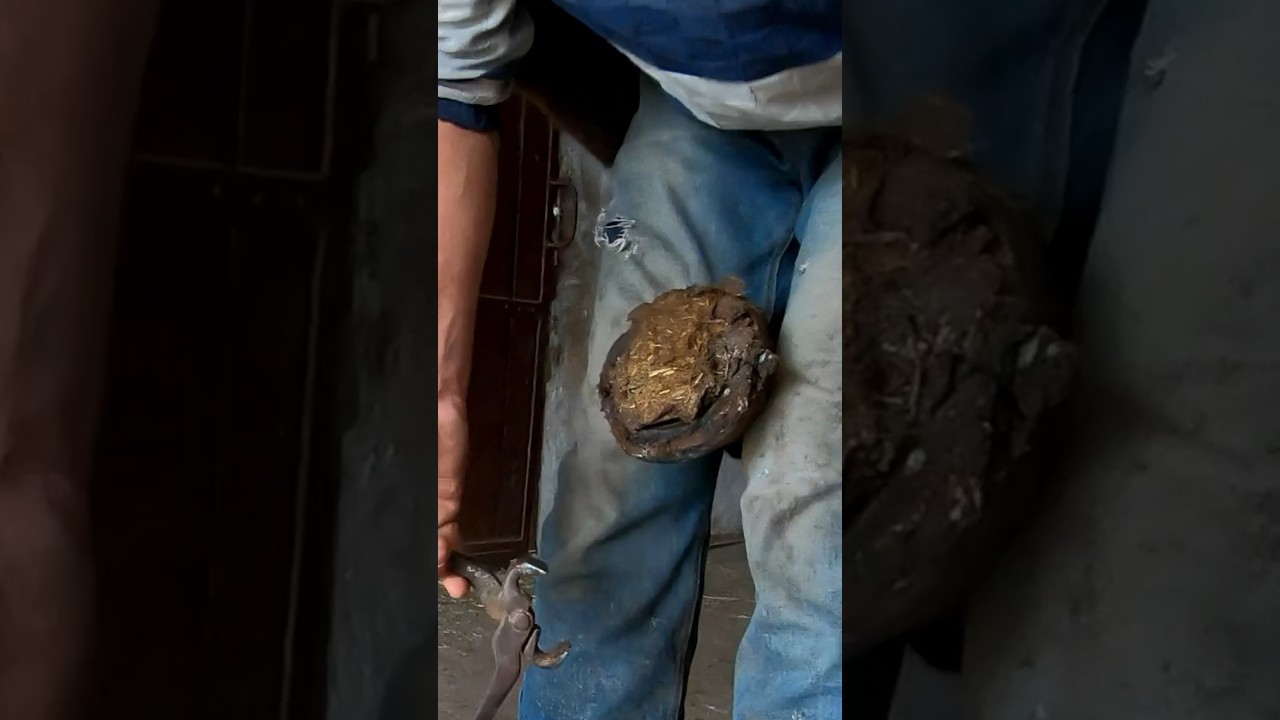 Dirty Hooves, Clean Sweep: Master's Mind-Blowing Technique Revealed! #hoof #horse