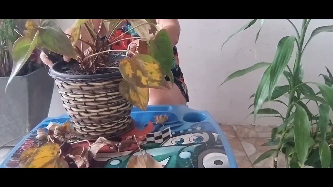 Tentando salvar a planta antúrio a da flor vermelha 
