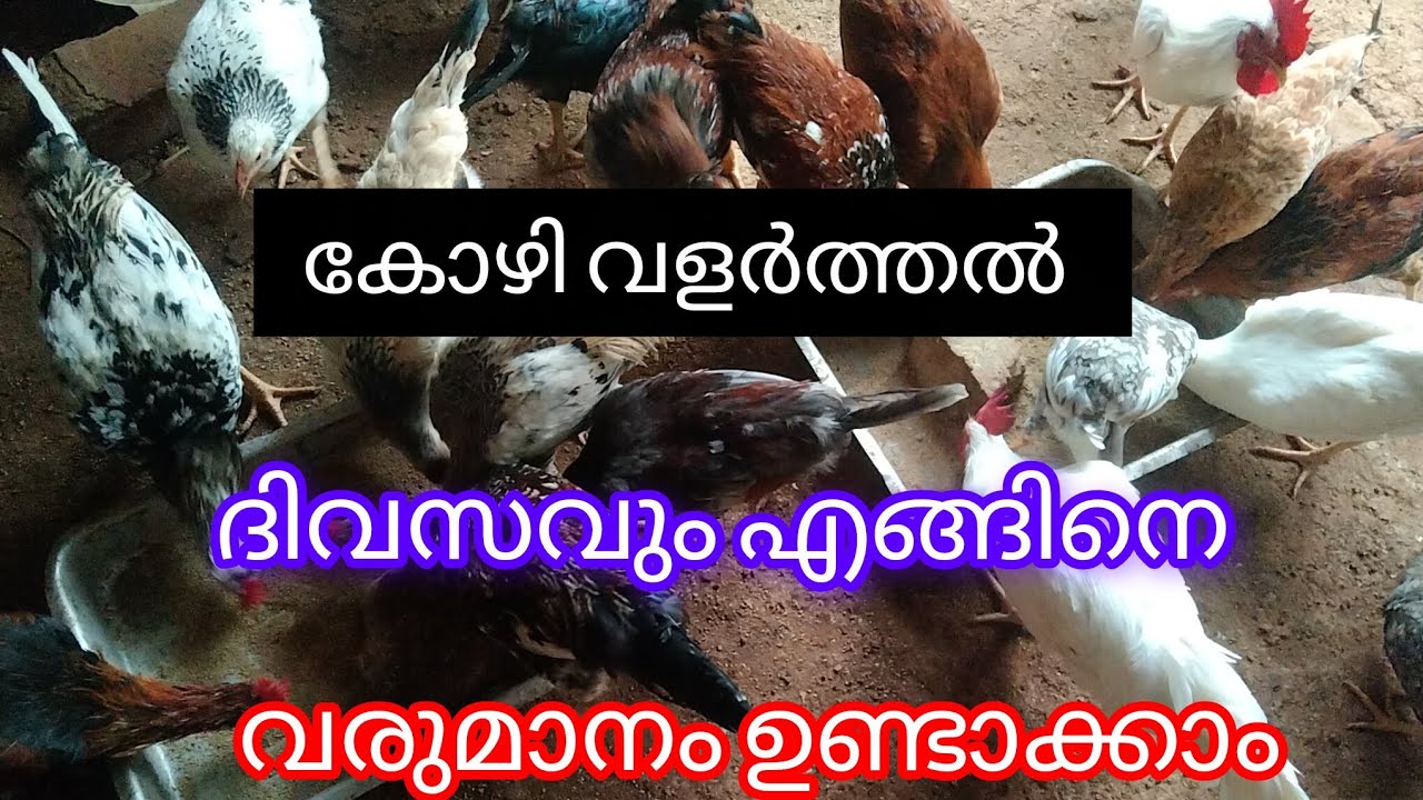 നാടൻ കോഴി വളർത്തി വരുമാനം കണ്ടെത്തുന്ന വീട്ടമ്മ 🥰#Nadan കോഴി വളർത്തൽ 