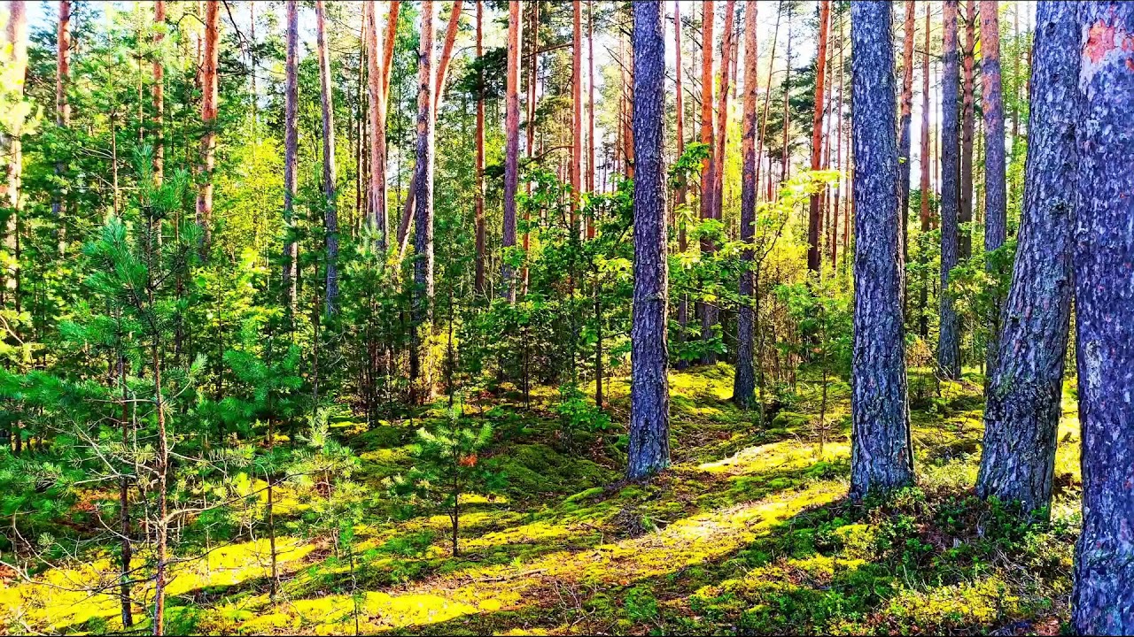 4K Лесное исцеление 🌲 Спокойное пение птиц и успокаивающие звуки природы для сна