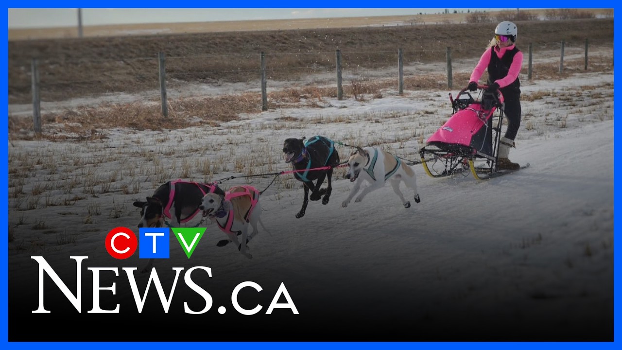 Sled dog races coming to Red Deer this weekend | CTV News Red Deer for March 6, 2026