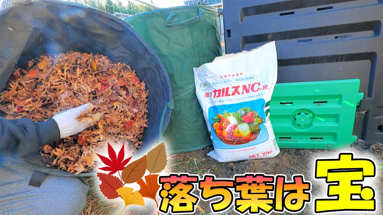 もみじの落ち葉で堆肥づくり🍁ゴミにせず土に還す家庭菜園の循環