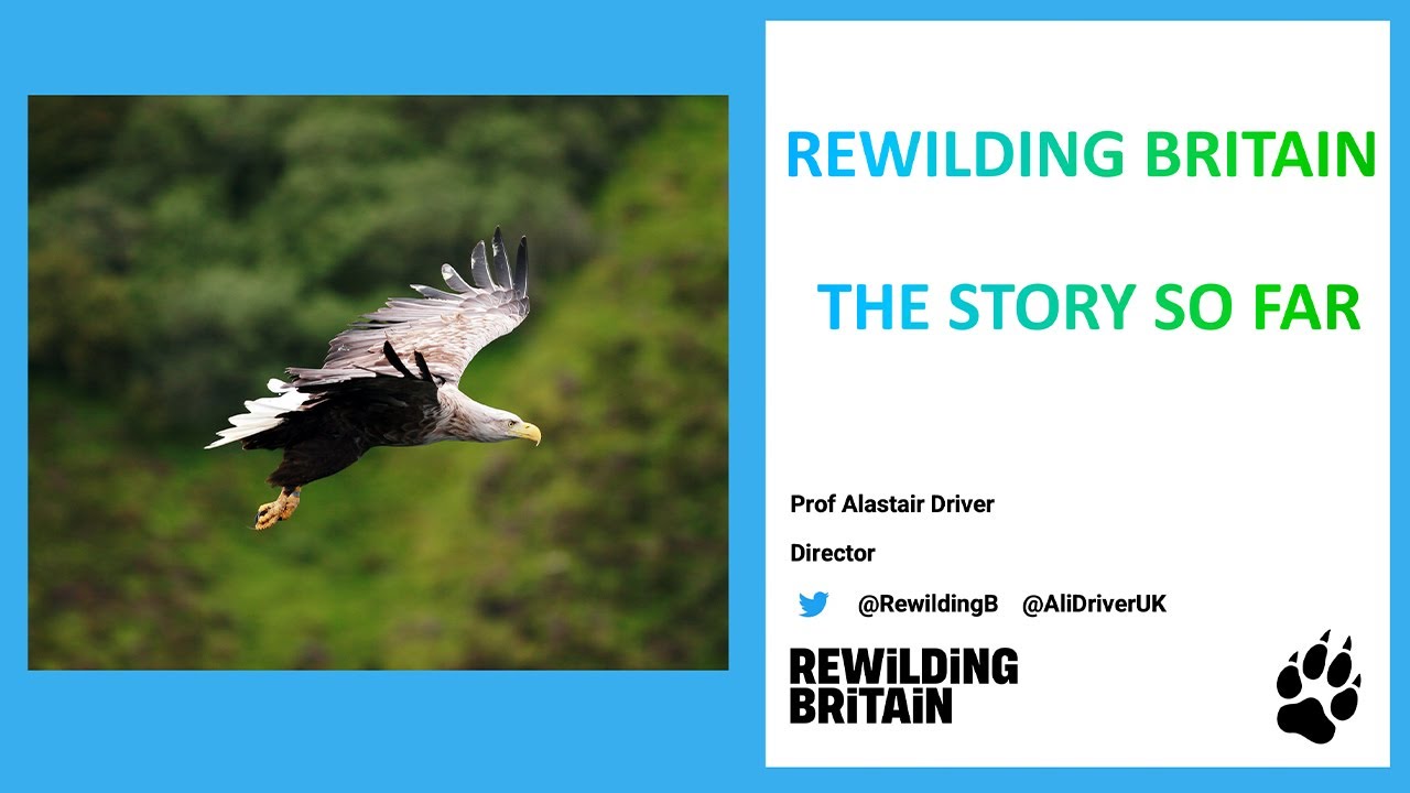 Rewilding Britain, the story so far - with Prof Alastair Driver, Director, Rewilding Britain.