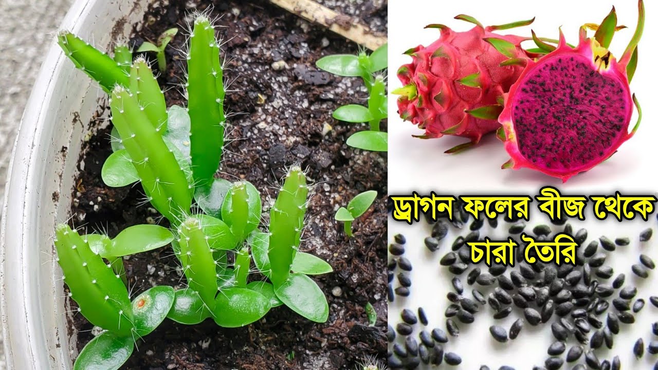 ড্রাগন ফলের বীজ থেকে চারা তৈরি | ড্রাগন ফল চাষ পদ্ধতি | Dragon Fruit From Seed