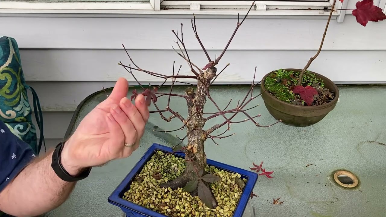 Maple Fall Pruning (Acer Palmatum)