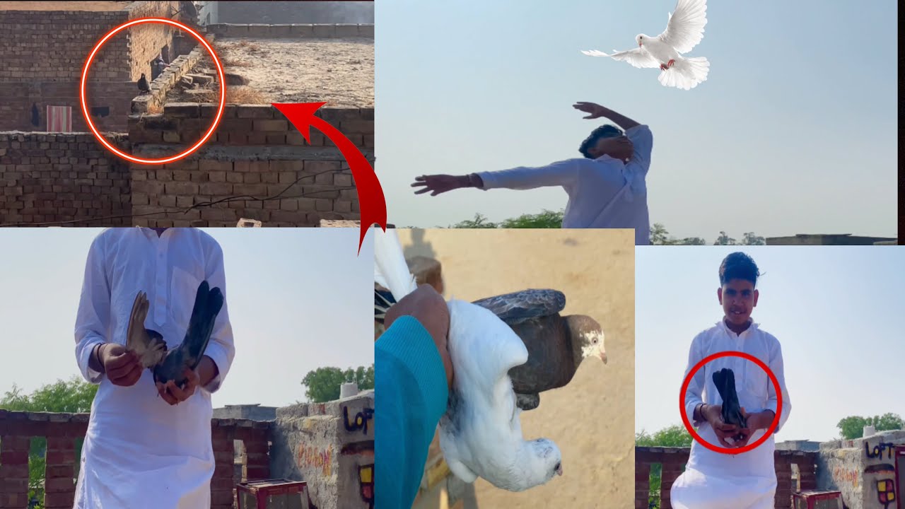 ek aur Shikar kiya#kabutarbazi  #pigeonsale #trending #vlog @EkshaukkabutarBajida 