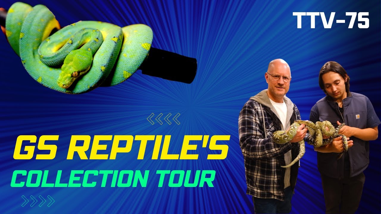 A look inside Gary Schiavino's rare & exotic reptile collection | TTV-75