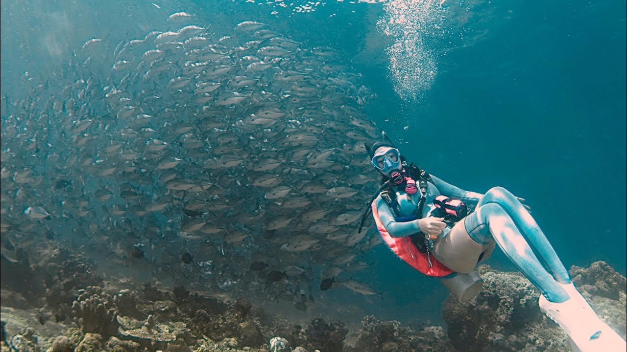 《Joe愛潛水/海外潛旅》2023-04【🇲🇾馬來西亞】西巴丹/Borneo Mabul : 隆頭鸚哥 、Barracuda 、梭魚、海狼風暴、傑克風暴、燕魚、馬布島