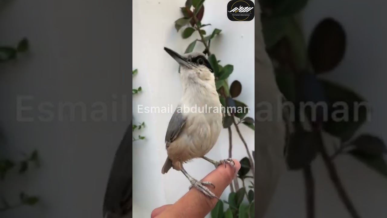 قوڵتەی سلێمانی ،الطير  الجبل حروك او عجول فول طاقه ماشاءالله، Rock nuthatch pet bird
