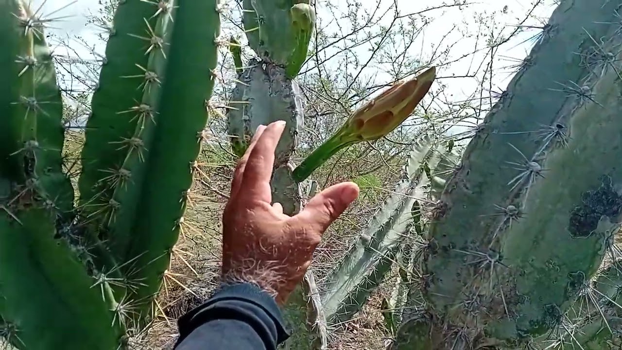                 Eu mostrando como e Legal ha Natureza 