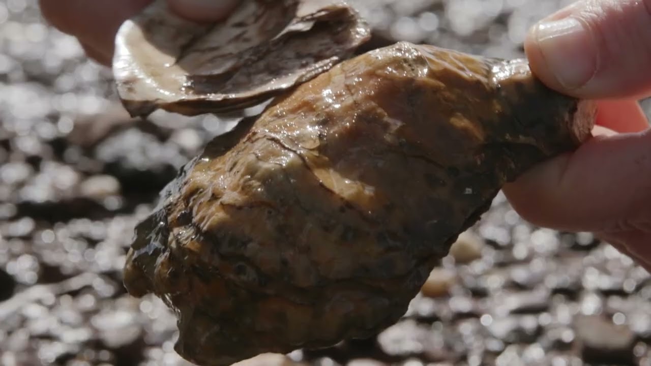 INTACT I Sons des rivages - Les merveilleux sons des milieux humides