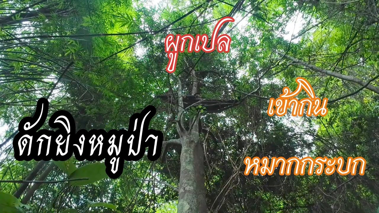 ผูกเปลดักยิงหมูป่าเข้ากินหมากกระบก//ງຫມູປ່າເຂົ້າກິນຫມາກກະບົກ 17 สิงหาคม ค.ศ. 2025