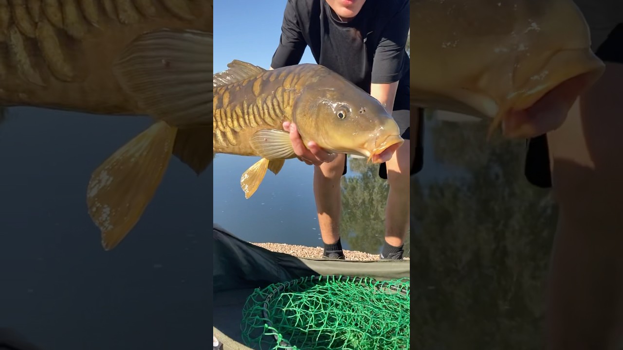 Arizona SRP canal Mirror Carp!!!
