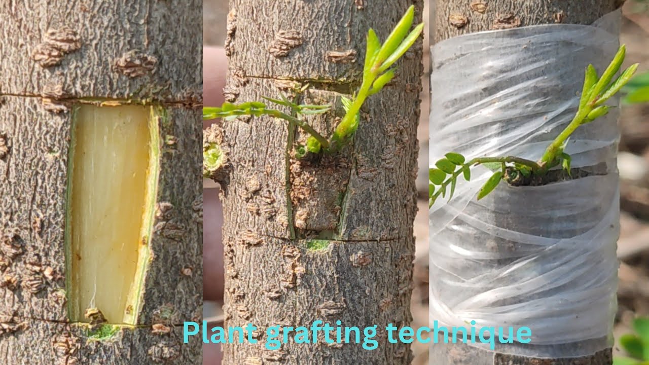 Amazing plant grafting technique | grafting plants #grafting #gardening #agriculture #viral