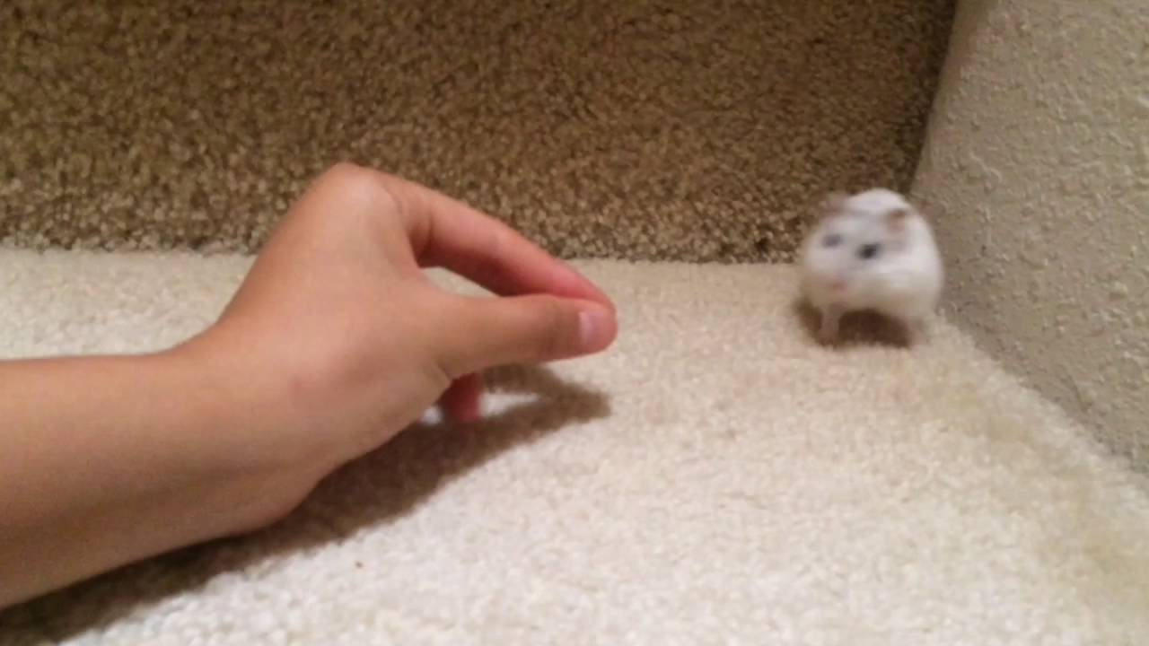 CUTE⭐️ winter white hamster playing ;)