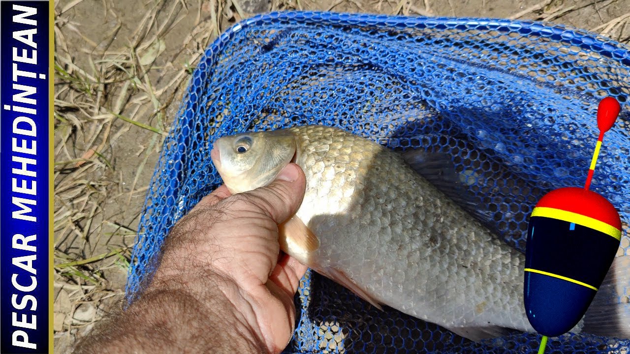 Pescuit pe Dunăre la method feeder. 28/IUN/2024. MH
