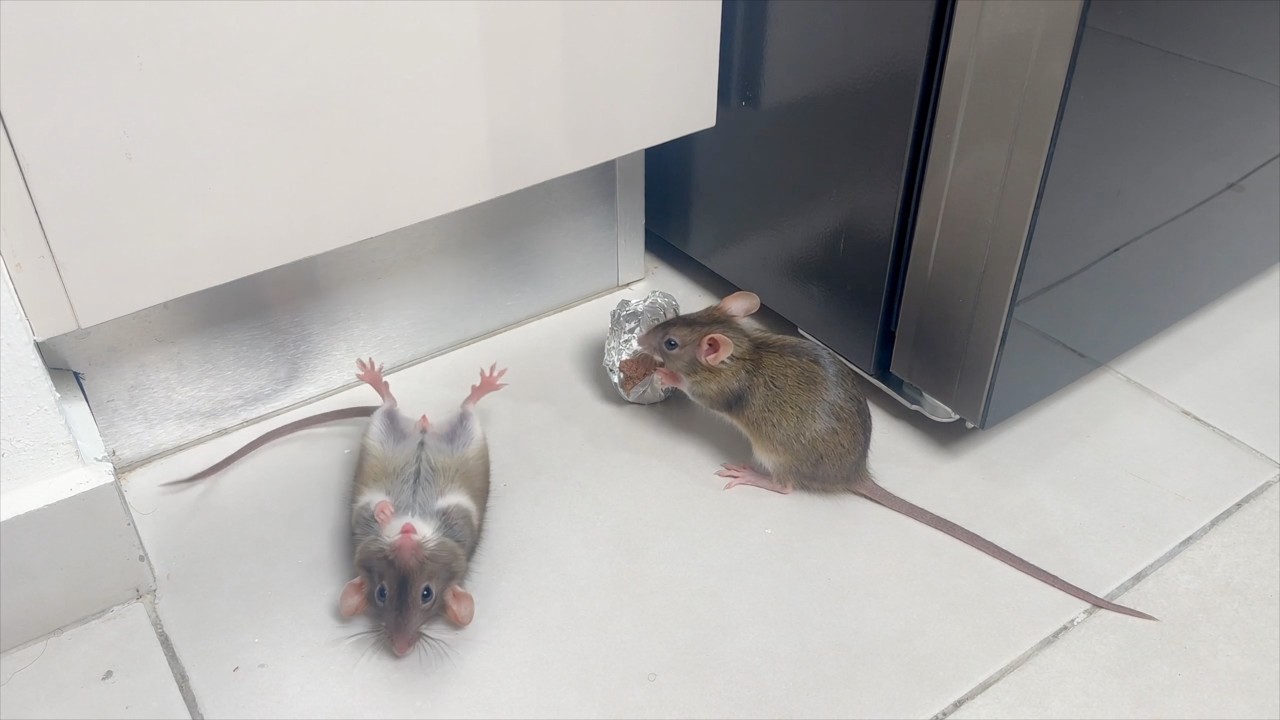 Rats and Mice Disappear From Your Home! How to Get Rid of Rodents With This Homemade Bait!