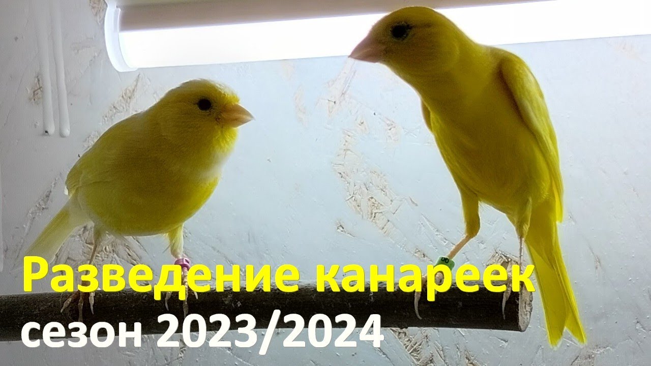 Зимнее разведение канареек. Старт сезона 2023/2024