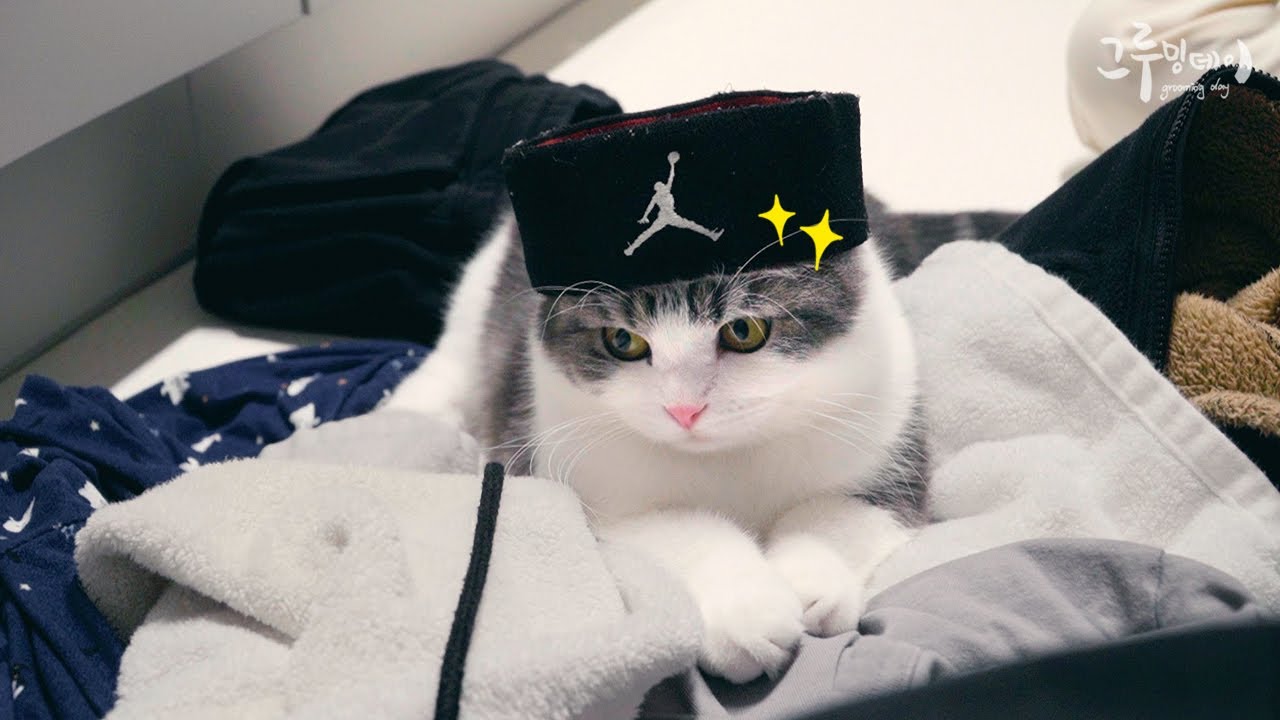 고양이 키우면 집안일이 두배로 힘든 이유