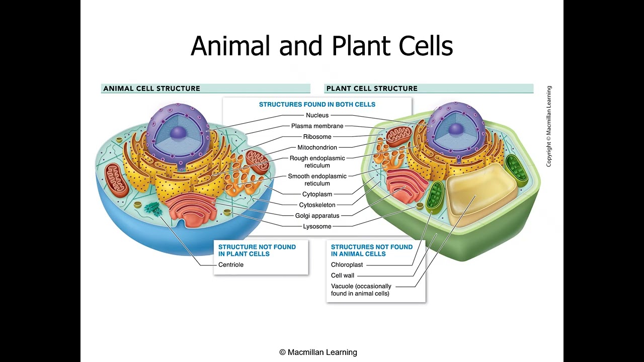 BIOL 100 Ch. 4 2026