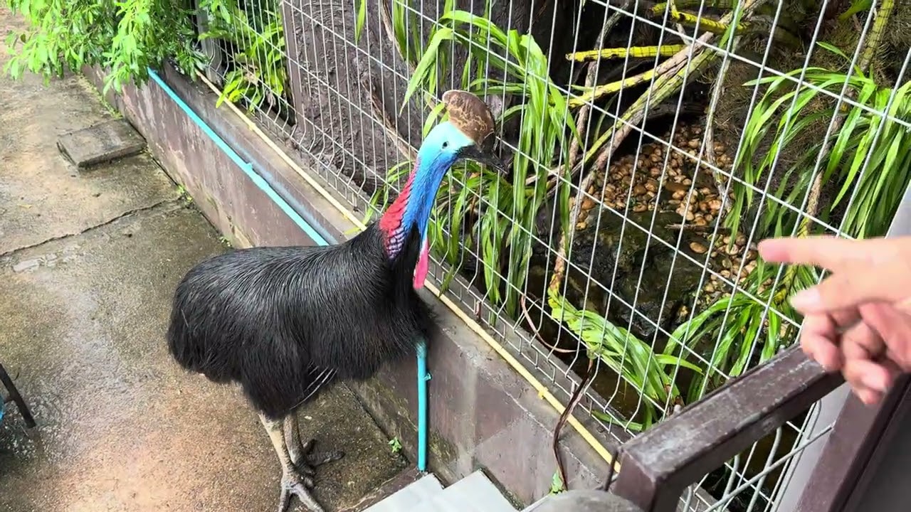 Home Zoo Thailand 